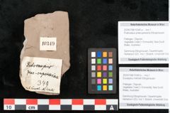 Foto (Objekt + Etikett) von Eucalyptus mitchellii Ettingshausen 1887 (NHMW-GEO-2024-0188-10349b)